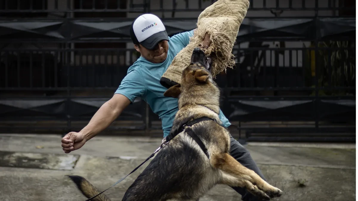 Reclamos por lesiones por mordidas de perro: conoce tus derechos y opciones legales